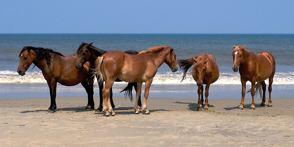 Wild Mustangs on the beach